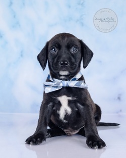 Adopt a dog:Henry/Labrador Retriever/Male/Baby,Meet Henry!

Adoption Application - Copy & Paste

https://forms.gle/FmtRtYxQNnemdkdw9

Adoption Fee: $499

This litter has 7 pups, Veronica, Violet, Maggie May, Millie, Sully ,Victor and Henry.

These puppies came to us after apparently their mother was hit by a car and died. We never saw the mother, so we don't know what breed they are. They appear to be a smaller breed, but we just don't know. We do know they're super sweet, playful, healthy and very lucky to be in our rescue.

The puppies are in foster homes with other dogs and doing well.

Here's the adoption application, please copy & paste.

https://forms.gle/FmtRtYxQNnemdkdw9

**To see all of our pets available for adoption, please copy this link.

https://www.petfinder.com/search/pets-for-adoption/?shelter_id%5B0%5D=AL450&sort%5B0%5D=recently_added

Paws of Dixie Animal Rescue adopts in the New England area. Our adoption fee includes the spay/neuter, up to date shots, Microchip, Alabama Health Certificate, and the transport service to get the new family pet to you.

The pets are delivered by a licensed transporter.

PDAR.info@gmail.com

COMPLETED APPLICATIONS TAKE PRECEDENCE OVER INQUIRIES. If you are interested in adopting, the FIRST step is to complete an application.

Please be advised that our volunteers are busy rescuing, transporting, and caring for our animals. We will respond to your application as soon as possible. Upon review of your application, the rescue in AL will contact you, so you can ask any specific questions that you may have.

NOTE: All Paws of Dixie animals are located in AL foster homes. They will be transported north after adoption.

If there is more than one decision maker in the home, all of them should be in agreement.

We DO NOT adopt to anyone under the age of 21