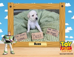 Adopt a dog:me/Labrador Retriever/Male/Baby,**Fostered in Manassas VA**

Meet Buzz Lightyear from the Toy Story Litter! This little guy was born to Mama Daffy on 4/24/24 and will be ready to head to his forever home on July 20th.

Buzz and his 9 other littermates are learning to spend time in crates and also love their toys. They enjoy going outside and are doing great learning the new sounds and experiences outdoors. 

Apply now at www.foreverchangedar.org/adopt-a-pet if you live in DC MD VA.

Due to the puppy's young age, adopter of this puppy will be required to sign a contract legally obligating you to have the animal altered and include a spay/neuter fee at the time of adoption for a future spay/neuter paid for by FCAR with one of our affiliated veterinarians.

They are up-to-date on age appropriate vaccines and preventatives. The adopter will need to arrange for the puppy's spayed/neutered surgery for when the puppy turns 6 months of age, and the cost of the procedure is included in the spay/neuter fee collected at the time of adoption.

**If you're viewing this on Petfinder, please visit www.foreverchangedar.org/adopt-a-pet to complete our non-binding adoption application.**