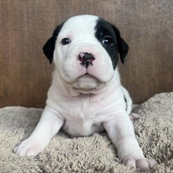 Zinc/American Staffordshire Terrier/Female/Baby