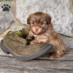 Daisy/Havanese									Puppy/Female	/8 Weeks,  Daisy is an adorable little light sable chocolate Akc registered havanese puppy! Family raised and well socialized! Up to date with all shots and dewormings! Comes with a health guarantee! Delivery available! Contact us today to get your new family member!