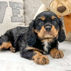 Luca/Cavalier King Charles Spaniel									Puppy/Male	/8 Weeks,This sweet and adorable Cavalier King Charles Spaniel is looking for a forever family!