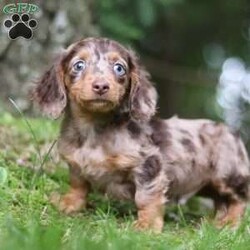 Zoar/Dachshund									Puppy/Male	/12 Weeks,Zoar is the definition of “pawsitively” delightful! He’s an ACA Registered Dachshund, always ready to brighten your day with his playful antics. This little guy is incredibly affectionate and loves snuggles, making him the perfect cuddle buddy. His friendly nature and boundless energy will keep you entertained, and his loyalty will warm your heart.