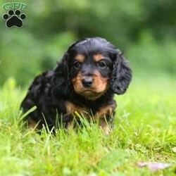 Yelly/Dachshund Mix									Puppy/Male	/5 Weeks,Meet Yelly, the cutest Dashalier. He is one of kind. With his darling puppy dog eyes and soft coat, he an absolute treasure. If you’re looking for a loyal pet or just someone to snuggle, he will gladly be there for you. He also loves going outdoors and playing fetch with his favorite toy. The Cavalier side of him is known for loyalty and its love for his people. And the Dachshund side of him is known for their spirted and lively nature. So those two combined you’ll have a live long friend that’ll be ready for any adventure.