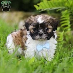 Dreamer/Shih Tzu									Puppy/Male	/8 Weeks,Introducing Dreamer, the sweetest Shih Tzu boy with the most DARLING face! Who can say no to those eyes? 