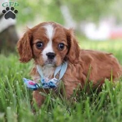 Benji/Cavalier King Charles Spaniel									Puppy/Male	/8 Weeks,Meet Benji, our adorable Cavalier King Charles Spaniel who is ready to steal your heart with his charm and sweetness. With his beautiful, flowing coat of rich chestnut and white, and his big, expressive eyes, this precious pup is a picture of classic Cavalier elegance. This little guy is more than just good looks; his gentle and affectionate nature makes him a perfect companion for families, singles, and seniors alike. 