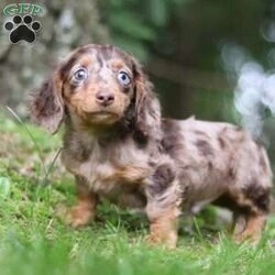 Zoar/Dachshund									Puppy/Male	/12 Weeks,Zoar is the definition of “pawsitively” delightful! He’s an ACA Registered Dachshund, always ready to brighten your day with his playful antics. This little guy is incredibly affectionate and loves snuggles, making him the perfect cuddle buddy. His friendly nature and boundless energy will keep you entertained, and his loyalty will warm your heart.