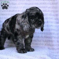 Beauty/Cocker Spaniel									Puppy/Female	/May 2nd, 2024,Are you looking for a charming Cocker Spaniel puppy with a gorgeous soft coat and gentle eyes? You must meet our beautiful puppies! Each puppy in this litter comes up to date on shots and dewormer and is vet checked. Our puppies are family raised and socialized with children and other dogs. If you are seeking a friendly, intelligent, and loving puppy contact us today! 