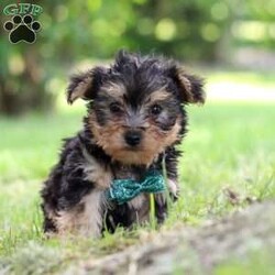 Norway/Yorkie Poo									Puppy/Male	/8 Weeks,Norway’s cute little face is what dreams are made of! He is an adorable Yorkipoo puppy with expressive eyes that are just begging you to hold him and for you to love on him. He is a super smart little boy with boundless happy energy, always ready for the next adventure! Though small, he is mighty at heart with his “big dog” personality. He would love going everywhere with you…running errands, beach vacations, or just exploring the backyard. He has been loved and doted on thus far in his life, giving him a great start and helping him be more comfortable in the world around him. He is Microchipped, we keep him current on vaccines and dewormer and he had his first puppy vet exam done. The Mama is a super sweet mini poodle named Sally weighing in at a darling 12 lbs. Dad is a handsome Yorkie named Joey weighing in at 10 lbs. If you want to schedule a visit with this little one or have any questions you can text or call me anytime. -Lori Barkman