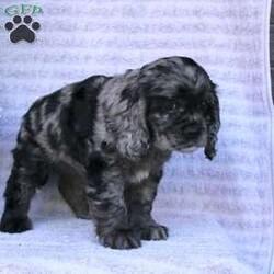 Beauty/Cocker Spaniel									Puppy/Female	/May 2nd, 2024,Are you looking for a charming Cocker Spaniel puppy with a gorgeous soft coat and gentle eyes? You must meet our beautiful puppies! Each puppy in this litter comes up to date on shots and dewormer and is vet checked. Our puppies are family raised and socialized with children and other dogs. If you are seeking a friendly, intelligent, and loving puppy contact us today! 