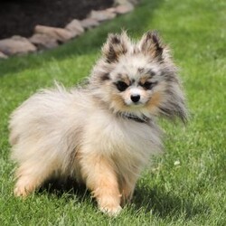 Jasper/Pomeranian									Puppy/Male	/8 Weeks,Jasper’s cute little face is what dreams are made of! He is a darling pomeranian puppy with expressive eyes are just begging you to hold him and love on him. He is a super smart little boy with boundless happy energy, always ready for the next adventure! Though small, he is mighty at heart with his “big dog” personality. He would love going everywhere with you…running errands, beach vacations, or just exploring the backyard. He has been loved and doted on thus far in his life, giving him a great start and helping him be more comfortable in the world around him. He is Microchipped and we keep him current on vaccines and dewormer and he had his first puppy vet exam done. We also include a 1 year genetic and 30 day general health Guarantee. Mama is a super sweet Pomeranian named Cappucino weighing in at a darling 7 lbs. Dad is a handsome Pomeranian named Casey weighing in at 6 lbs. If you want to schedule a visit with this little one or have any questions, you can text or call me -Eddie Burkholder