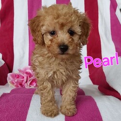 Pearl/Toy Poodle									Puppy/Female	/7 Weeks,Pearl is a sweet, playfull cuddly little fur-baby! Family raised with tender loving care and is well socialized with children and adults Caring heart and sweetness made for a special friend who will always be there comforting you with lots of love! We have 3 children who give her lots of attention!! Call me Susan to schedule a visit! You would get along vet certificate, microchip numbers, health records, warranty thats good for up to 1 year and a lil baggy food! 