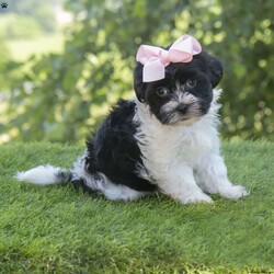 Penny/Havanese									Puppy/Female	/8 Weeks,I hope your day is going well,  I’m Penny a bautiful Havanese and i would love to make your day even better! I am very happy, playful and very well socialized! I would love to fill your home with all of my puppy love! I have been vet checked, microchipped and I am up to date on vaccinations and dewormings and will come with a one year genetic health guarantee. Call or text anytime to make me the newest addition to your family and get ready to spend a lifetime of tail wagging fun!