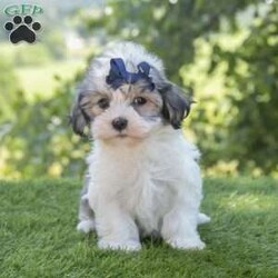 Scarlett/Havanese									Puppy/Female	/8 Weeks,I hope your day is going well,  I’m Scarlett, a beautiful Havanese and i would love to make your day even better! I am very happy, playful and very well socialized! I would love to fill your home with all of my puppy love! I have been vet checked, microchipped and I am up to date on vaccinations and dewormings and will come with a one year genetic health guarantee. Call or text anytime to make me the newest addition to your family and get ready to spend a lifetime of tail wagging fun!