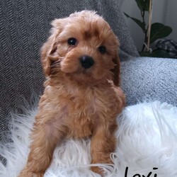 Lexi/Cavapoo									Puppy/Female	/13 Weeks,Hey there, My name is Lexi! I am a very beautiful female F1B Cavapoo puppy. I was born on April 22nd, 2024. I am such a sweet girl! I’m looking for my new family, could that be with you? If you choose me I will come home to you vet checked. My mom is a Cavapoo and my dad is an AKC Registered Mini Poodle. If you think that I would make the perfect addition to your family, then please call or text to find out more information about me! 