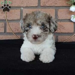 Chloe/Labradoodle									Puppy/Female	/6 Weeks,Hi! My name is Chloe, the sweet, softhearted F1B medium labradoodle you’ve been looking for!! My warm, loving puppy eyes will melt your heart!! I am the smallest of the bunch but I’ve got lots of energy, ready for an adventure!! Prepare to fall in love! I am loved and cared for by a small family, but I think your home seems right for me! You are welcome to come meet me and take me home or I am willing to travel to your home by delivery.