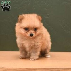 Georgia/Pomeranian									Puppy/Female	/6 Weeks,To contact the breeder about this puppy, click on the “View Breeder Info” tab above.