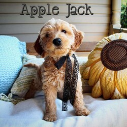 Apple Jack/Double Doodle									Puppy/Female	/7 Weeks,Apple Jack is the leader of her pack. She is intelligent and playfully spunky. She is ready for whatever the day has in store for her but also loves to cuddle and give sweet puppy kisses. 