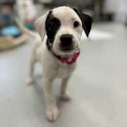 Adopt a dog:Sky/Pit Bull Terrier/Female/Baby,Sky is a female Pit Bull Terrier mix puppy, born on 5/14/24. She is very friendly and playful. And just look at that sweet face!