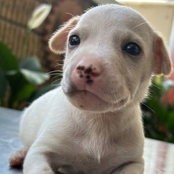 Adopt a dog:Peanut/Chihuahua/Male/Baby,Meet Peanut, a tiny 2-pound bundle of joy believed to be a Chihuahua and Labrador mix. 

Peanut and his siblings—four brothers and one sister—were rescued from the streets of Puerto Rico, where their mother, a 25-pound street dog, lovingly cared for them. 

Peanut is expected to grow into a charming 25-30-pound adult. This sweet little pup is already making great strides in potty training and continues to bring endless love and happiness to his new home.

Peanut is up to date on vaccinations and preventatives. While he is too young to be neutered yet, Justice for Paws covers the cost of neuter when age appropriate.

If you are interested in adoption please apply here: https://docs.google.com/forms/d/e/1FAIpQLSdpim1E0YG4jxPssJnQjE6pov633nAhk77K29LU0npah5ZByQ/viewform