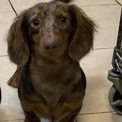 Wendy/Dachshund									Puppy/Female	/12 Weeks,Hey There, My name is Wendy! I am a very beautiful female ACA Mini Dachshund puppy! I was born on April 23rd, 2024. I am looking for my new family, could that be with you? If you choose me I will come home to you with my vaccinations and deworming up to date and I will also be ACA Registered. If you think that I am the perfect pup for your family, then please call or text to find out more information about me!