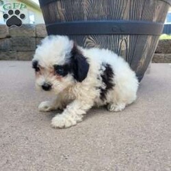 Chief/Miniature Poodle									Puppy/Male	/8 Weeks,Meet Chief! He’s a shy but adorable puppy. Does great around children. Vet checked and up to date on all shots and de-wormer. Parents are genetically clear.