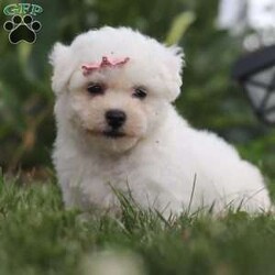 Bell/Bichon Frise									Puppy/Female	/7 Weeks,Introducing Bell, an irresistibly adorable ACA Bichon puppy looking for her forever home! With fluffy fur and eyes that sparkle with curiosity, this little girl is ready to fill your home with joy. She has a heart full of love and a playful spirit that will fill your home with laughter. Whether cuddled up on the couch or exploring the great outdoors she is ready to bring endless joy and companionship to the lucky family that opens their hearts to her boundless affection. Her playful demeanor makes her a wonderful companion for both individuals and families alike. Plus her fluffy coat is hypoallergenic, making her perfect for those with sensitivities. The momma is named Marigold. She has a heart of gold and is the best momma to the puppies. Dad is handsome boy named Cody. He has a goofy personality and keeps us all entertained. All of our pups are up to date on all vaccines and dewormer, are microchipped, and come with our two year genetic health guarantee, and they have received a full, nose to tail exam from our vet. If you have any more questions or would like to schedule a visit you can call anytime Monday-Saturday. Thanks! Christ and Joanna Troyer 