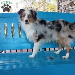 Zoe/Toy Australian Shepherd									Puppy/Female	/7 Weeks,Hello meet Zoe. Zoe is a Black tricolor toy size Australian Shepherd she has a very sweet personality loves attention and has lots of energy, she does really well with other dogs. Zoe mom is a Red tricolor toy Australian Shepherd and her dad is a Blue Merle mini Australian Shepherd on paper but he actually is the size of a toy. She has been examined by a Veterinary and is up-to-date on all her shots and dewormer. If you have any questions or are interested call, text, or Email Mike Hostetler. Ground and Airship is available for additional fees.