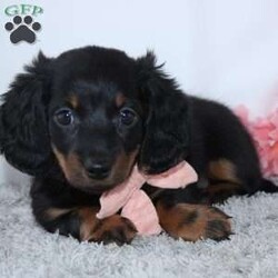 Courtney/Dachshund									Puppy/Female	/7 Weeks,To contact the breeder about this puppy, click on the “View Breeder Info” tab above.