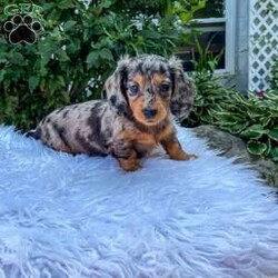 Jewel/Dachshund									Puppy/Female	/8 Weeks,Meet Jewel. This adorable mini long haired Dachshund puppy is well socialized and in a family home. She is vet checked, up to date on shots, and dewormed. 