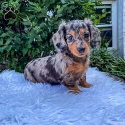 Jewel/Dachshund									Puppy/Female	/8 Weeks,Meet Jewel. This adorable mini long haired Dachshund puppy is well socialized and in a family home. She is vet checked, up to date on shots, and dewormed. 