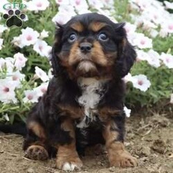 Bubbles/Cavalier King Charles Spaniel									Puppy/Female	/8 Weeks,Hi, I’m an adorable little girl looking for a new home. I would love to join you on your next adventure. Please reach out to my family for any questions you may have.