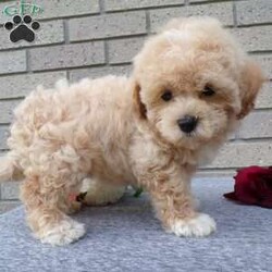 Carmel/Havapoo									Puppy/Female	/9 Weeks,Hi, im a havapoo puppy. I am looking forward to meeting you! I am up to date with my immunizations, my wormer medications, and I have a Micro-chip so that I can be easily identified if I ever become lost! 