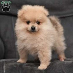 Levi/Pomeranian									Puppy/Male	/7 Weeks,To contact the breeder about this puppy, click on the “View Breeder Info” tab above.