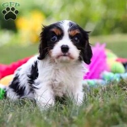 Barnaby/Cavalier King Charles Spaniel									Puppy/Male	/7 Weeks,Meet Barnaby, a friendly little AKC Cavalier King Charles Spaniel puppy! He has a stunning, silky coat and big innocent eyes that will have you attached to him in no time. He is the perfect size to join you on all your everyday activities, big enough to keep up with a fast paced life, but small enough to be by your side no matter where you go. Cavaliers are known for calm and sweet nature, and they are usually great with kids so make wonderful family pets!