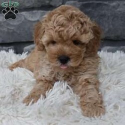 Chief/Toy Poodle									Puppy/Male	/7 Weeks,I offer a one year health guarantee. Up to date on shots and dewormings. I’m looking for a loving indoor home. Shipping options are available anywhere in the US. All Sunday calls are returned on Mondays. Thanks Jon