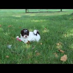 Emmie/Havanese									Puppy/Female	/7 Weeks,Meet Emmie an adorable AKC Havanese puppy! This little charmer with her silky coat and big expressive eyes is the epitome of cuteness. Known for her cheerful and affectionate nature, Emmie loves to be the center of attention and is always up for a cuddle or playtime. Emmie’s small size and friendly demeanor makes her the perfect companion for any family. Smart and eager to please, she is easy to train and will quickly become the heart of your home. She is bursting with energy and love, spend a little time with her and you will have found your new bestie! Emmie has been given the utmost care and attention since day one, she will arrive at her new home with the first veterinary check already complete, microchipped, her AKC registration paperwork, current on vaccinations and dewormer, and our one year health guarantee will be included. Momma to this baby is a adorable girl named Tammy, she is so sweet and is the best momma to her little ones. Tammy weighs 11lbs. The dad is named Nico he loves going on walks and hanging out with his favorite people. Nico is a adorable Havanese and he weighs 9lbs. Both Nico & Tammy have their OFA certifications. Whether you’re seeking a playful partner for outdoor adventures this summer or a cuddly companion for cozy evenings, our puppies are sure to bring warmth and joy to your home. If you would like to schedule a visit with one of the babies or have any more questions please give me a call Thanks, Irma Miller