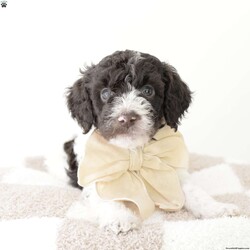 Splash/Mini Goldendoodle									Puppy/Male	/July 29th, 2024,Meet Splash! Beautiful chocolate and white F1bb boy with a soft wavy/curly hair coat. He is super sweet. Both parents are genetically health tested and OFA Certified. They both have very sweet personalities. Expected weight full grown 25-35lbs. Vet checked, microchipped, utd on shots and dewormings and will go home with a two year genetic health guarantee, health record, 30 day free trupanion insurance offer, wellness exam copy and a littermate scented blanket. 