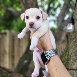 Cielo/Chihuahua/Male/Baby