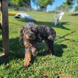 Adopt a dog:Sadie/Miniature Poodle/Female/Adult,Sadie was surrendered to the shelter when her owner could no longer care for her. She is around 2-3 years old and is a mini poodle mix. Sadie is a shy but sweet girl that weighs 12 pounds. She would love to find her loving forever home soon! Sadie did live with other dogs and did not seem to mind sharing her space with them. Sadie has been spayed, vaccinated, dewormed, Heartworm/Lyme tested, and microchipped since her arrival at the shelter.
Cumberland Valley Animal Shelter
5051 Letterkenny Road West
Chambersburg, PA 17201
Kennel License #2090