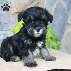 Darla/Miniature Schnauzer									Puppy/Female	/July 5th, 2024,Meet this adorable Miniature Schnauzer puppy with a natural tail and natural ears! This rare beauty comes up to date on shots and dewormer and vet checked! Both parents are our family pets and the puppies are very well socialized with children. If you are looking for a frisky, sweet, and attention motivated little puppy contact us today! 