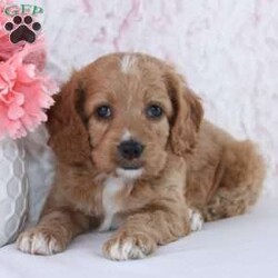 Anisa/Cockapoo									Puppy/Female	/7 Weeks,To contact the breeder about this puppy, click on the “View Breeder Info” tab above.