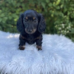 Carly/Dachshund									Puppy/Female	/7 Weeks,Meet Carly. This adorable mini long haired Dachshund puppy is well socialized and raised in a family home. She is vet checked, up to date on shots, and dewormed. 