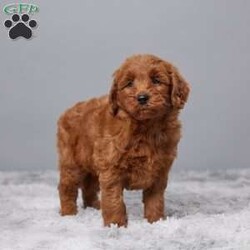 Ellie/Mini Goldendoodle									Puppy/Female	/7 Weeks,Meet Ellie, a delightful Mini Goldendoodle with a heart full of love and a playful spirit. Raised with care in a warm family setting, she’s been surrounded by love from day one. Ellie is healthy, having been vet checked, microchipped, and kept up to date on her vaccines and dewormer. She’s ready to bring joy, cuddles, and wagging tails to her new forever home. If you’re looking for a sweet, loyal companion who will brighten your days with her happy energy, Ellie is the perfect match for your family. Don’t miss out on bringing this bundle of joy into your life!