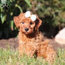 Pearl/Mini Goldendoodle									Puppy/Female	/6 Weeks,Meet Pearl, the cutest Mini Goldendoodle! Her twinkling eyes mirror the mischief she gets into, and her little tail never stops wagging, spreading joy wherever she goes. With her endearing puppy eyes and a penchant for cuddles, she loves playtime and learning new tricks to impress her favorite humans. With this little one around, every day is a new adventure filled with puppy love and endless tail wags!