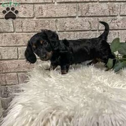 Carly/Dachshund									Puppy/Female	/7 Weeks,Meet Carly. This adorable mini long haired Dachshund puppy is well socialized and raised in a family home. She is vet checked, up to date on shots, and dewormed. 