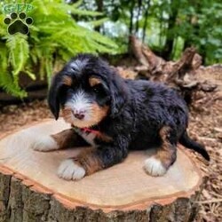 Penny/Mini Bernedoodle									Puppy/Female	/July 20th, 2024,Beartown Doodles is excited to introduce Penny, a sweet mini bernedoodle puppy raised with lots of love. Penny would love to have someone to be his furever companion. Mama Sophie did an amazing job raising this litter, she is a 35lb mini bernedoodle who is very loving and affectionate. Maxey (Dad) is a super friendly 45 lb mini bernedoodle. Both parents are genetic health tested giving you peace of mind that you will be getting a healthy puppy. 