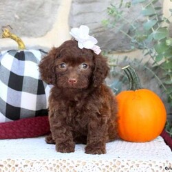 Peggy/Cockapoo									Puppy/Female	/6 Weeks,Peggy is a playful Cockapoo puppy who is cute as can be! This friendly gal can be registered with the ICA and will come home with a 30 day health guarantee and an extended genetic health guarantee, both provided by the breeder. This sweetie has also been seen by a vet and will be kept up to date on shots and de-wormer. Peggy is well socialized, family raised, and kid friendly! She will be a welcome addition to her forever family! Interested in hearing more and scheduling a time to meet this precious puppy? Call The Martin Family today!