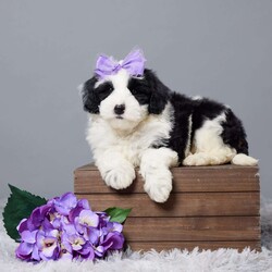 Salley/Mini Sheepadoodle									Puppy/Female	/8 Weeks,Woof woof! Hi there, I’m Salley, your future best friend! I’m a Mini Sheepadoodle. I’ve been raised with so much love from my awesome family, and I’m all set to bring that love to my forever home—you! 