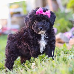 Violet/Miniature Poodle									Puppy/Female	/8 Weeks,Meet the most adorable AKC Mini Poodle puppy named Violet! Known for their intelligence and elegance, Poodles are more than just their curly coats they’re one of the most versatile and trainable breeds, making them a perfect fit for families, singles, or anyone looking for a best friend. If you’re looking for a loyal, intelligent, and loving companion you have come to the right place.