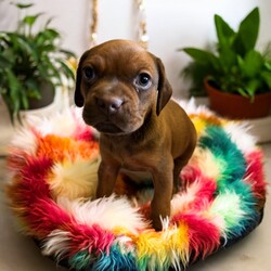 Adopt a dog:Hans Solo/Puggle/Male/Baby,THE FOLLOWING PET IS BEING FOSTERED NEAR FORT COLLINS, CO!

In a galaxy not so far away, a charming puggle named Hans Solo is ready to steal your heart and make a grand entrance into your life. Born on July 30, 2024, Hans Solo is one of eight Star Wars puppies, each with their own special charm. His courageous mama, Tattooine, gave birth at the shelter after being abandoned as a pregnant stray. Just one day later, Hans Solo and his siblings were rescued and brought to a loving foster home in Fort Collins, CO.

Hans Solo lives up to his name with a confident and adventurous spirit. With his striking coat and playful demeanor, he’s always ready for a new escapade, whether it’s a game of fetch or exploring every nook and cranny of his surroundings. His fun-loving personality and affectionate nature make him the perfect partner for anyone looking for a loyal and lively companion. As he grows, Hans Solo will continue to bring joy and excitement to every day. He’ll be ready to embark on his next great adventure with his forever family when he turns 8 weeks old. Are you ready to add this little adventurer to your crew? The stars have aligned for this special bond.

OUR DOGS ARE FOSTERED IN TEXAS OR COLORADO BUT AVAILABLE FOR ADOPTION AND TRANSPORT OUT OF STATE. Read below for more information.

All of our dogs are located in a foster home in Texas or Colorado. Our dogs are transported to a predetermined location agreed upon by the rescue. The adoption contract and fee are finalized prior to transport. As a Mutts N Such direct adoption, the adoption interview/meet and greet occurs on video call (Skype, FB Messenger call, Facetime, etc.).

Our out of state adoption fee is $350 plus transport (varies by location). This fee includes all current vaccinations, deworming, a registered microchip, fecal analysis, spay/neuter for pets 6 months & older, and a heartworm test if over 6 months old. All dogs will be current on flea/heartworm prevention. A health exam will be completed and a certificate issued by a veterinarian within 10 days of departure.

If you are interested in adopting, please complete our application:

https://petstablished.com/adoption_form/57167/generic

Note: MNS reserves the right to deny any application that is deemed unsuitable for the animal. Please be aware that our animal adoptions are NOT on a first come- first serve basis. Our sole purpose is to find the best possible home for the animals that fall under our care.